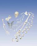 A05/1: Disarticulated Full Skeleton with 3 part skull