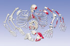 A05/2: Disarticulated Painted Full Skeleton with 3 part skull