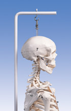 A10/1: Standard Skeleton Stan, on hanging 5-feet roller stand