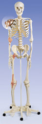 A12: Ligament Skeleton Leo, on 5-feet- roller stand