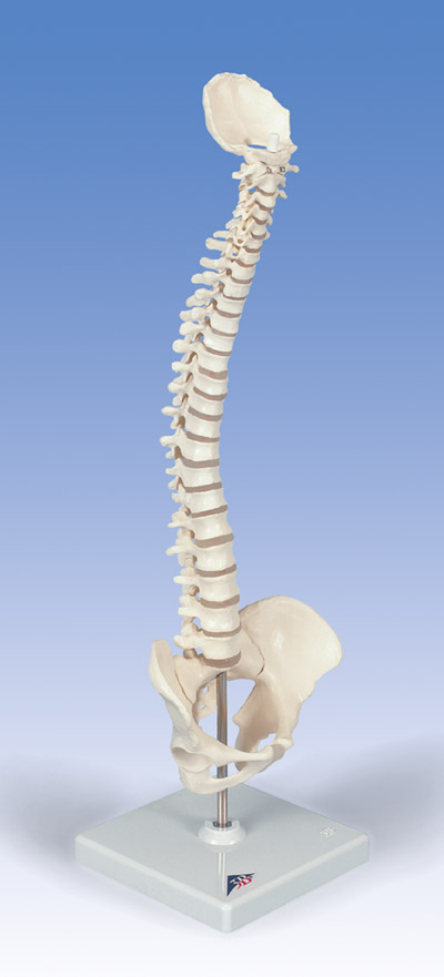 A18/21: Mini Vertebral Column, elastic, on stand