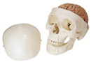 A20/9: Classic-Skull with Brain, 8-part