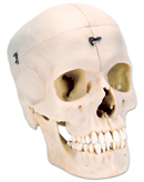 A281: BONElike™ Skull - Bony Skull, 6-part