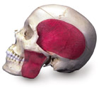 A282: BONElike™ Skull - Combined Transparent/Bony Skull, 8-part
