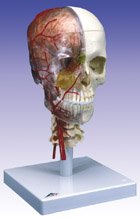 A283: BONElike™ Skull - Didactic Deluxe Skull, 7-part