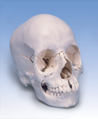 A290: 3B Scientific® Beauchene Adult Human Skull – Anatomical Version, 22-part