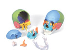 A291: 3B Scientific® Beauchene Adult Human Skull – Didactic Version, 22-part