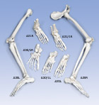 A35L: Leg Skeleton, left