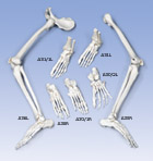 A35R: Leg Skeleton, right