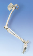 A36L: Leg skeleton with hip bone, left