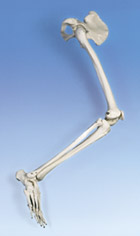 A36R: Leg Skeleton with hip bone, right