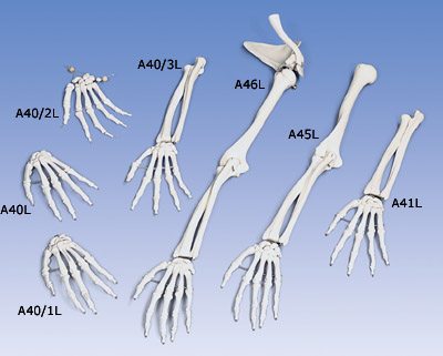 A40/3L: Loose Hand Skeleton with Ulna and Radius, Left