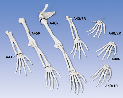 A40/3R: Loose Hand Skeleton with Ulna and Radius, Right