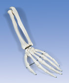 A41L: Hand Skeleton with portions of ulna and radius, left
