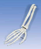 A41R: Hand Skeleton with portions of ulna and radius, right