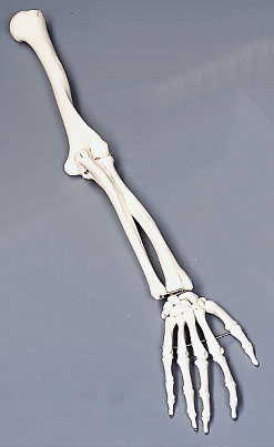 A45/1R: Humerus, right