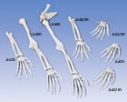 A45R: Arm Skeleton, right