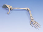 A46L: Arm Skeleton with scapula and clavicle, left