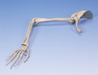 A46R: Arm Skeleton with scapula and clavicle, right