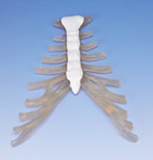 A69: Sternum with rib cartilage
