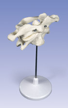 A71/1: Atlas and Axis