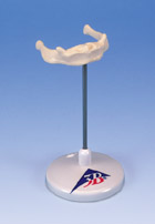 A71/9: Hyoid bone