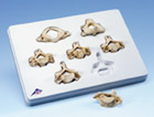 A790: Set of  7 BONElike™ Cervical Vertebrae
