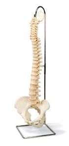 A794: BONElike™ Vertebral Column