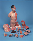 B41: Asian Deluxe Dual-Sex Torso with muscular arm, 33-part