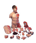 B42: Deluxe Dual-Sex Torso with Muscular Arm, 33-part
