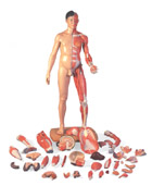 B52: 3B Scientific® Life-Size Dual Sex Asian Muscular Figure, 39-part