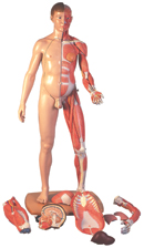 B53: Dual-Sex Life-Size 41-part Human Model