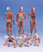 B56: Complete Female Muscular Figure, 21-part