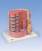 B60: 3B MICROanatomy™ Muscle Fiber - 10,000 times magnified