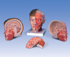 C07: Head with Neck, 4-part