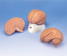 C15/1: Introductory Brain, 2-part