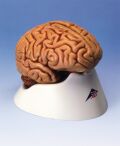 C18: Classic Brain, 5-part