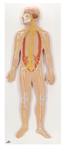 C30: Nervous System, 1/2 life-size