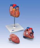 G10: Heart Model, 2-part