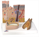 J14: Skin Section