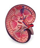 K09: Basic Kidney Section, 3 times full-size