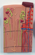 K10/1: Nephrons and Blood Vessels, 120 times full-size