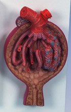 K10/2: Malpighian Corpuscle of Kidney, 700 times full-size