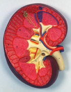 K10: Kidney Section, 3 times full-size