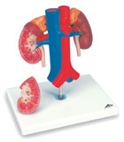 K22/1: Kidneys with vessels, 2-part