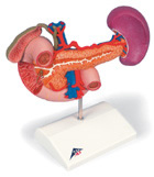 K22/2: Rear organs of the upper abdomen