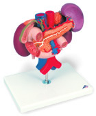 K22/3: Kidneys with rear organs of the upper abdomen, 3-part