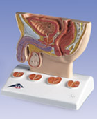 K41: Prostate Model, 1/2 natural size