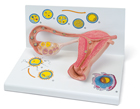 L01: Stages of Fertilisation and the Development of the Embryo, 2-times magnified