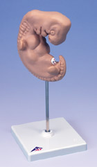 L15: Embryo, 25 times life-size